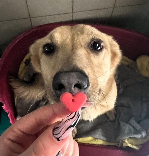 MANUEL DOLCE E TIMIDO Foto 4